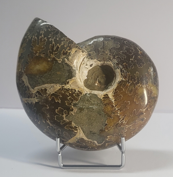 칼싸이트(방해석) 클레오니세라스 화석