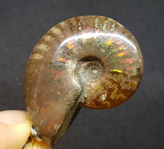 암몰라이트 화석펜던트