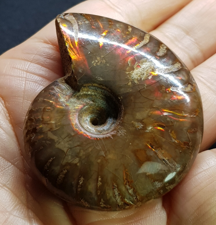 붉은빛 아름다운 오팔 암몰라이트