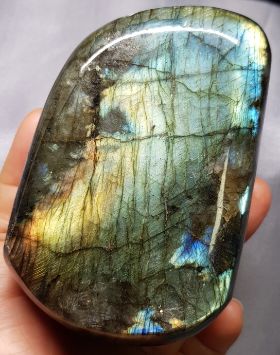 라브라도 라이트 소품