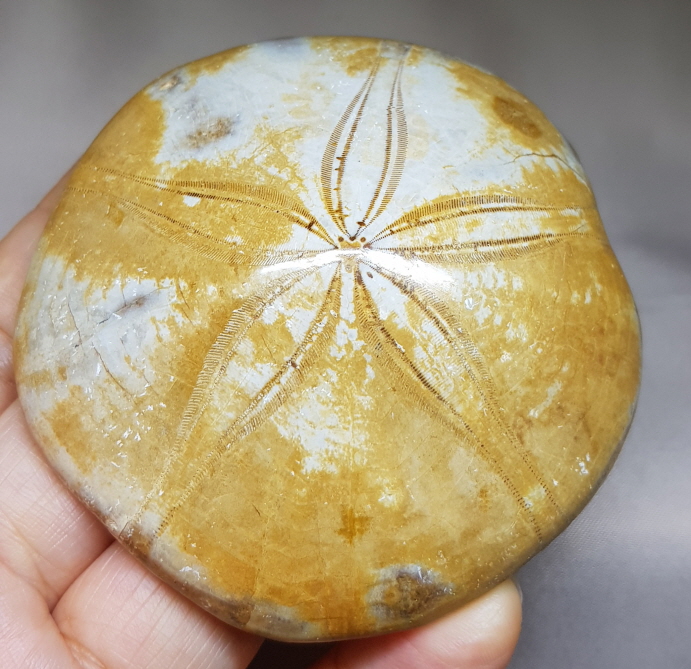 성게화석