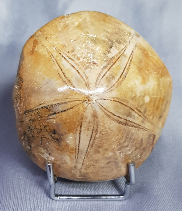 아프리카 성게화석