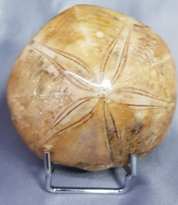 아프리카 성게화석