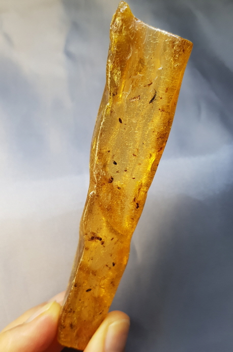 아프리카 호박화석