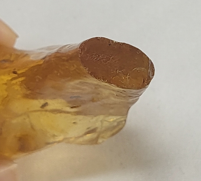 아프리카 호박(COPAL)화석