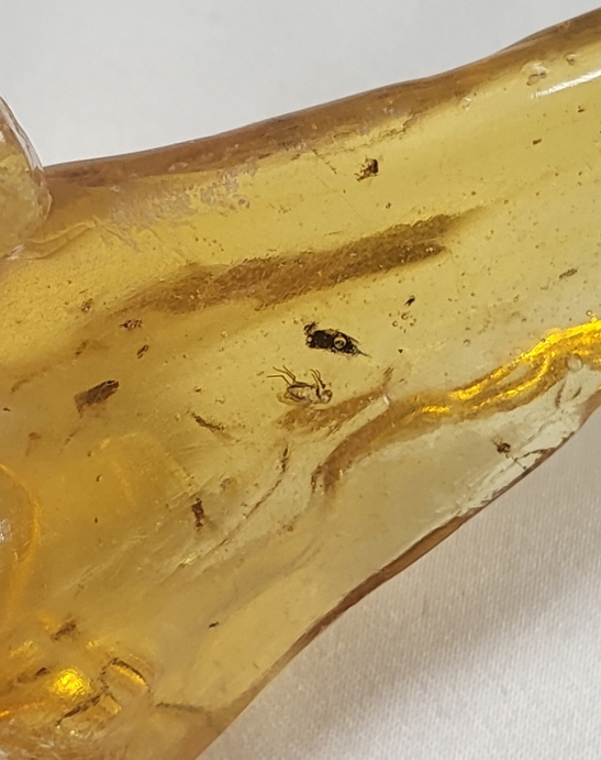 아프리카 호박(COPAL)화석