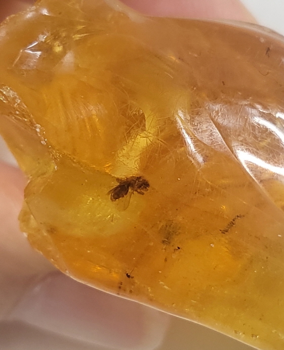 아프리카 호박(COPAL)화석