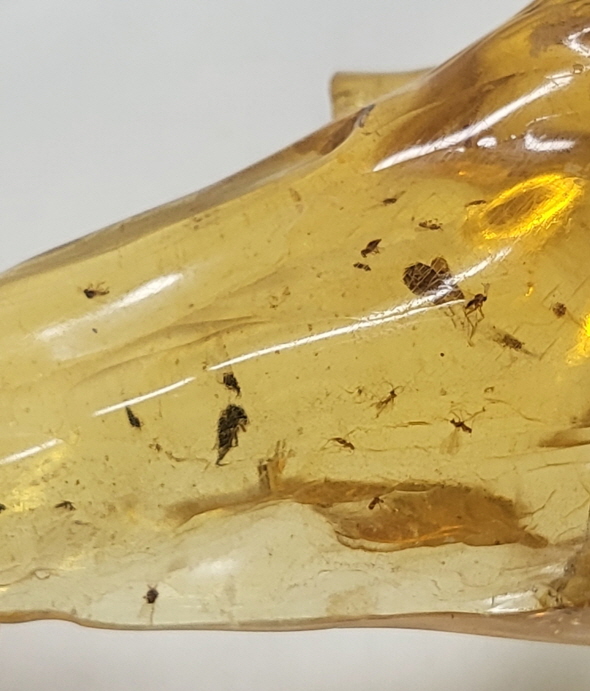 아프리카 호박(COPAL)화석