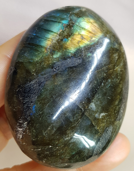 빛 좋은 라브라도 라이트