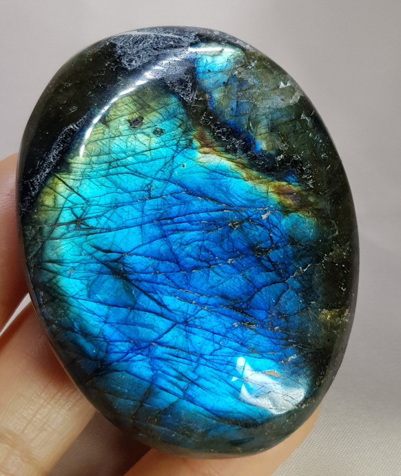 빛 좋은 라브라도 라이트