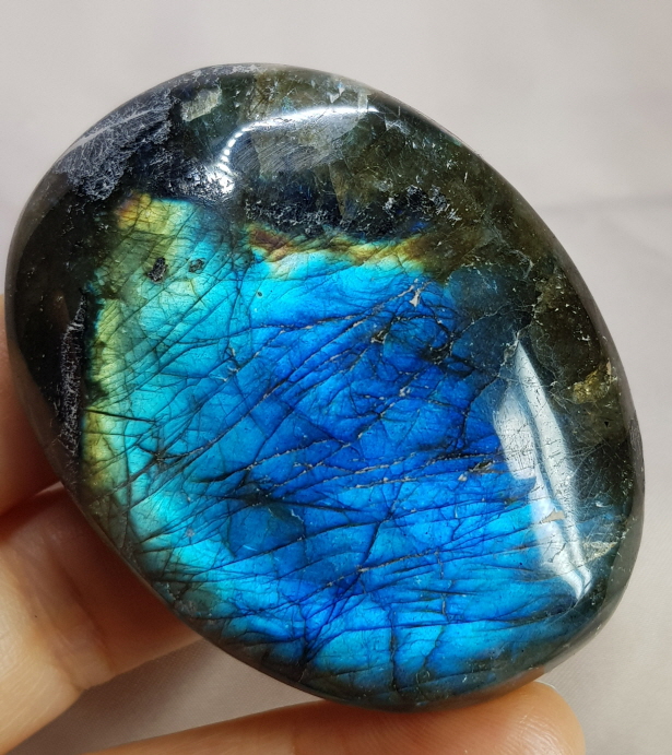 빛 좋은 라브라도 라이트